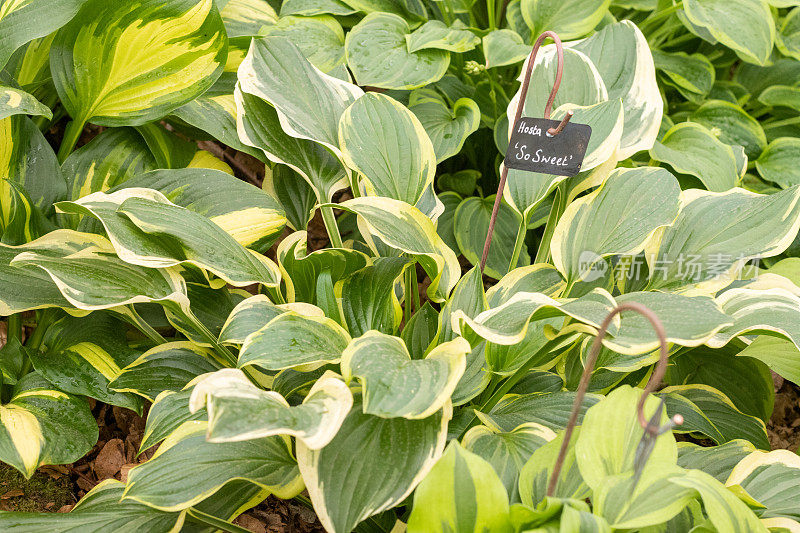 Hosta 'So Sweet'在伦敦，英国